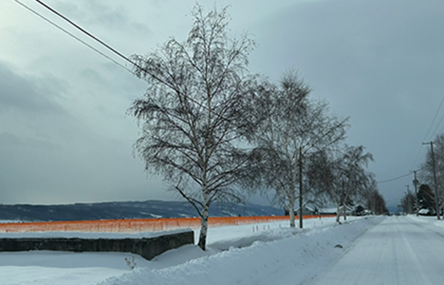 雪原